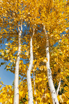 秋季金色白桦树