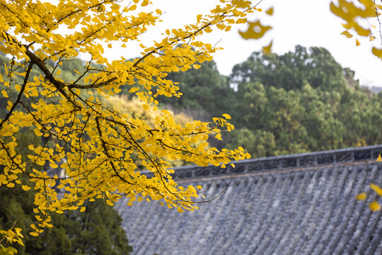 灵岩寺秋色