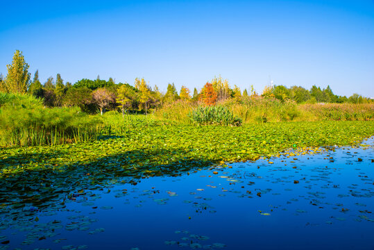 昆明滇池湿地