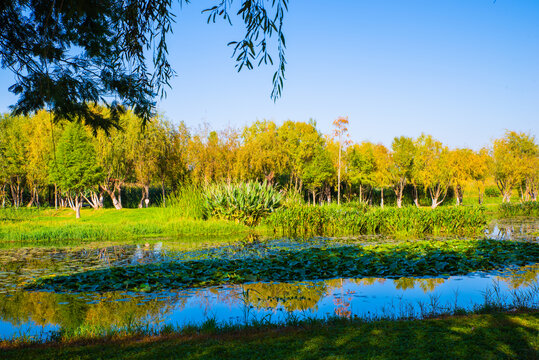 昆明滇池湿地