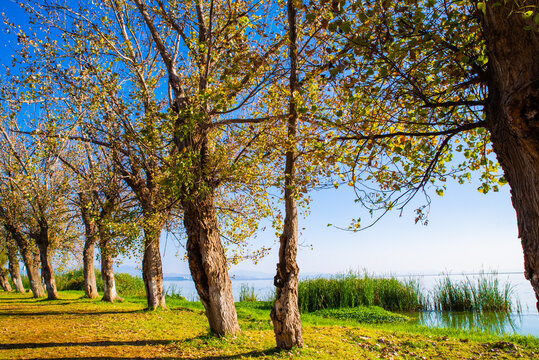 湖畔杨树