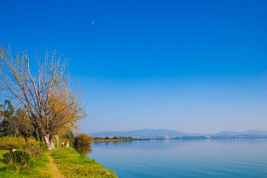 湖畔杨树