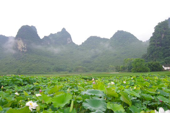 乡村农业荷塘青山绿色风景