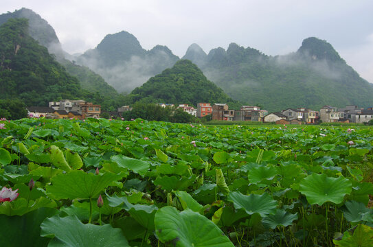 乡村农业荷塘青山绿色风景