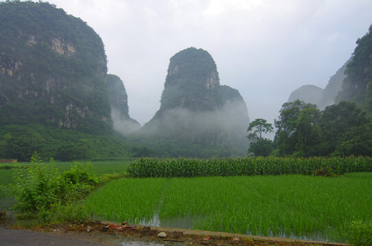 乡村清晨雾景自然风光