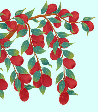 紅棗中國風(fēng)插畫