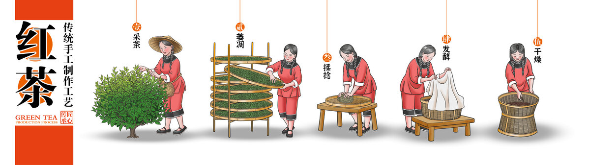紅茶制作工藝彩色