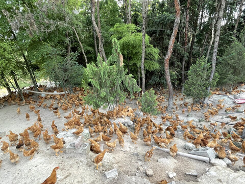 生态养殖农家鸡
