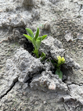 春芽破土新生命诞生