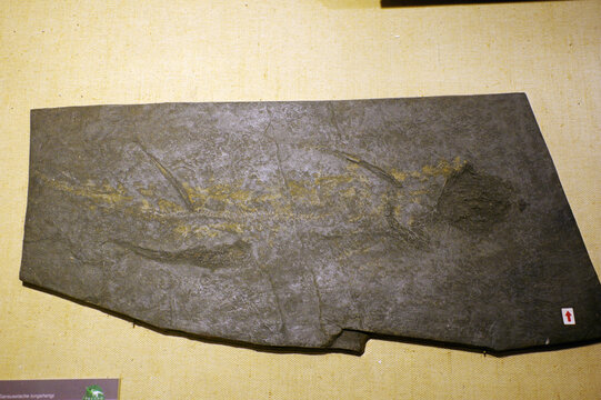 东生甘肃鲨骨骼化石标本