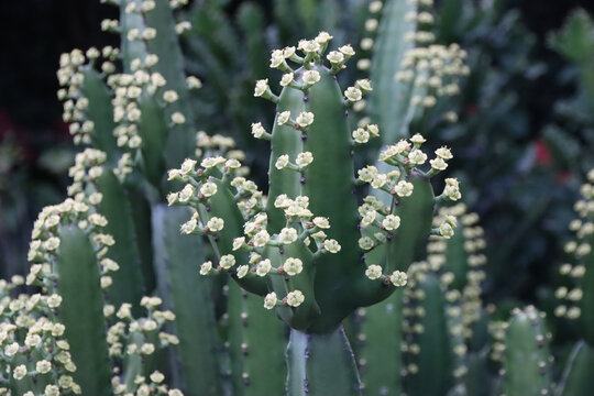 仙人掌开花