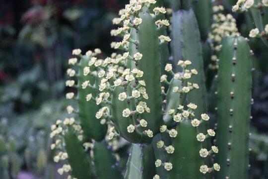 仙人掌花