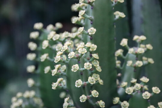 仙人掌花