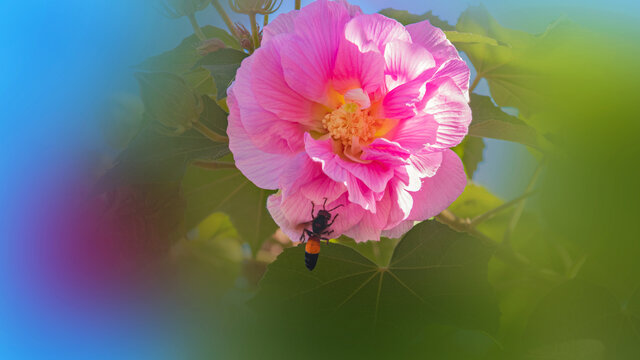 木芙蓉花