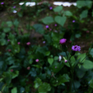 紫背草