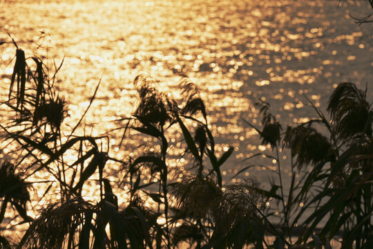 夕阳下的芦苇丛
