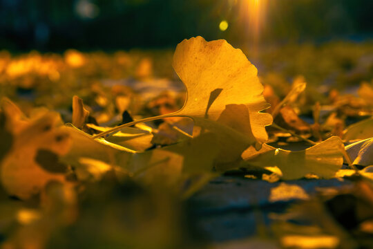 燕郊公园秋天落叶