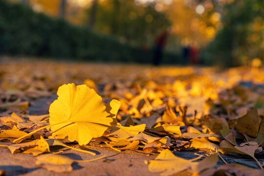 燕郊公园秋天落叶