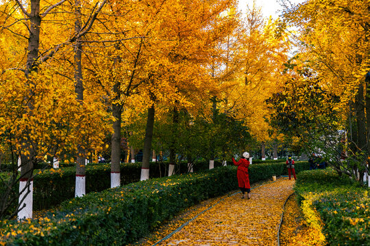 燕郊公园秋天红叶