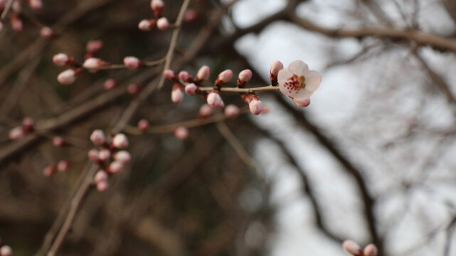 桃花开