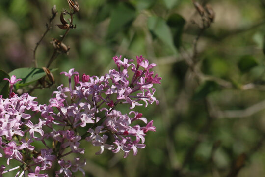 丁香花