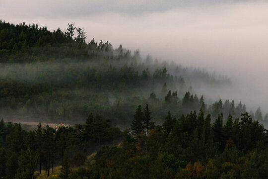 清晨森林云雾