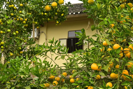 金秋时节柑橘挂满枝头