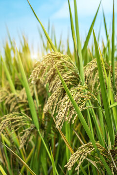 水稻田稻子