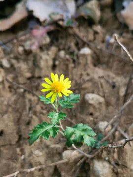 野菊花