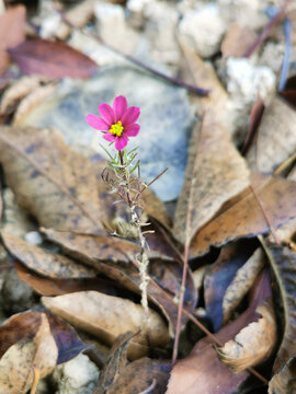 格桑花