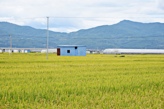 稻田风光