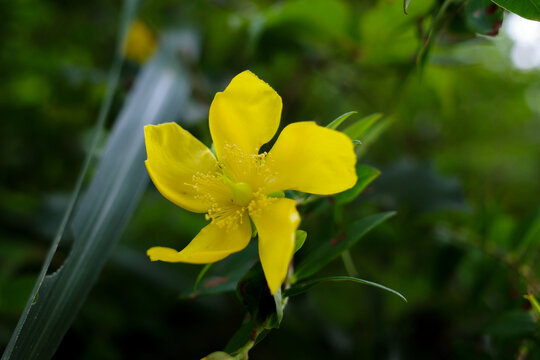 迎春花