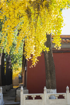 北京故宫秋景