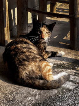 晒太阳发呆的玳瑁猫