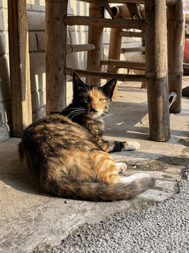 晒太阳小憩的流浪猫