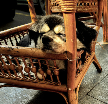 晒太阳打瞌睡的小狗