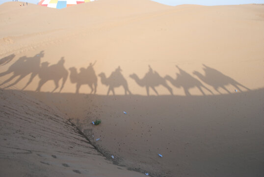 骆驼影子