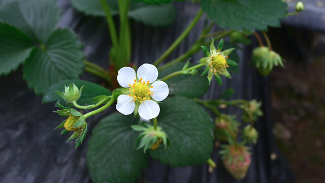 草莓花