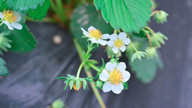 草莓花