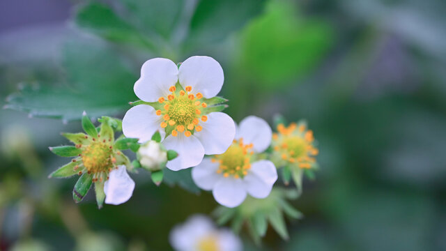 草莓花