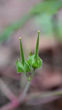 野老鹤草