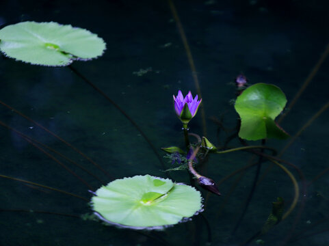 水面蓝紫色睡莲