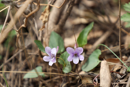 小野花