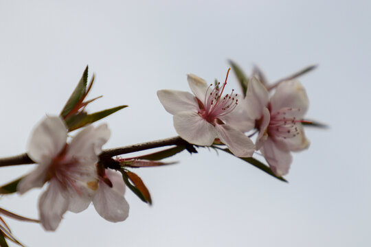 山桃花