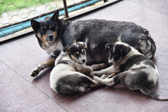 中华田园犬母子情深