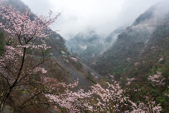 漫山遍野樱桃树开花了