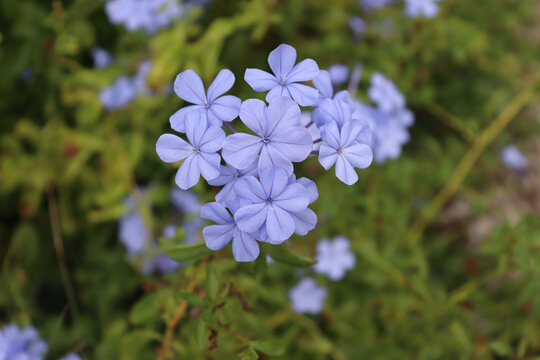 蓝雪花