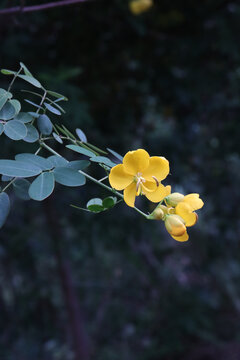 决明子花枝