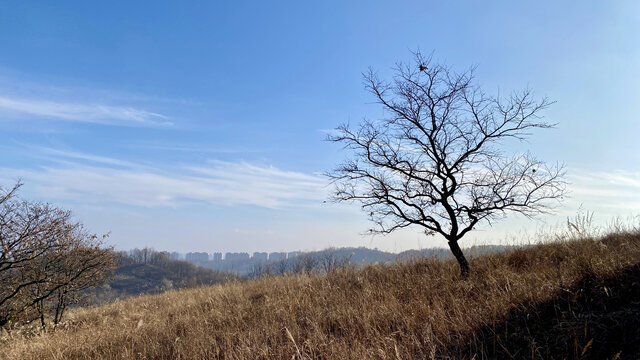 锦元线初冬孤独的树
