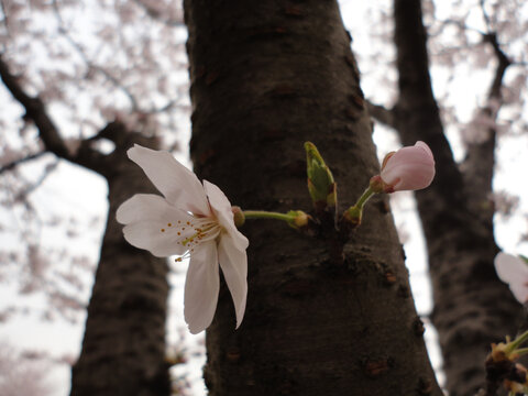 樱花